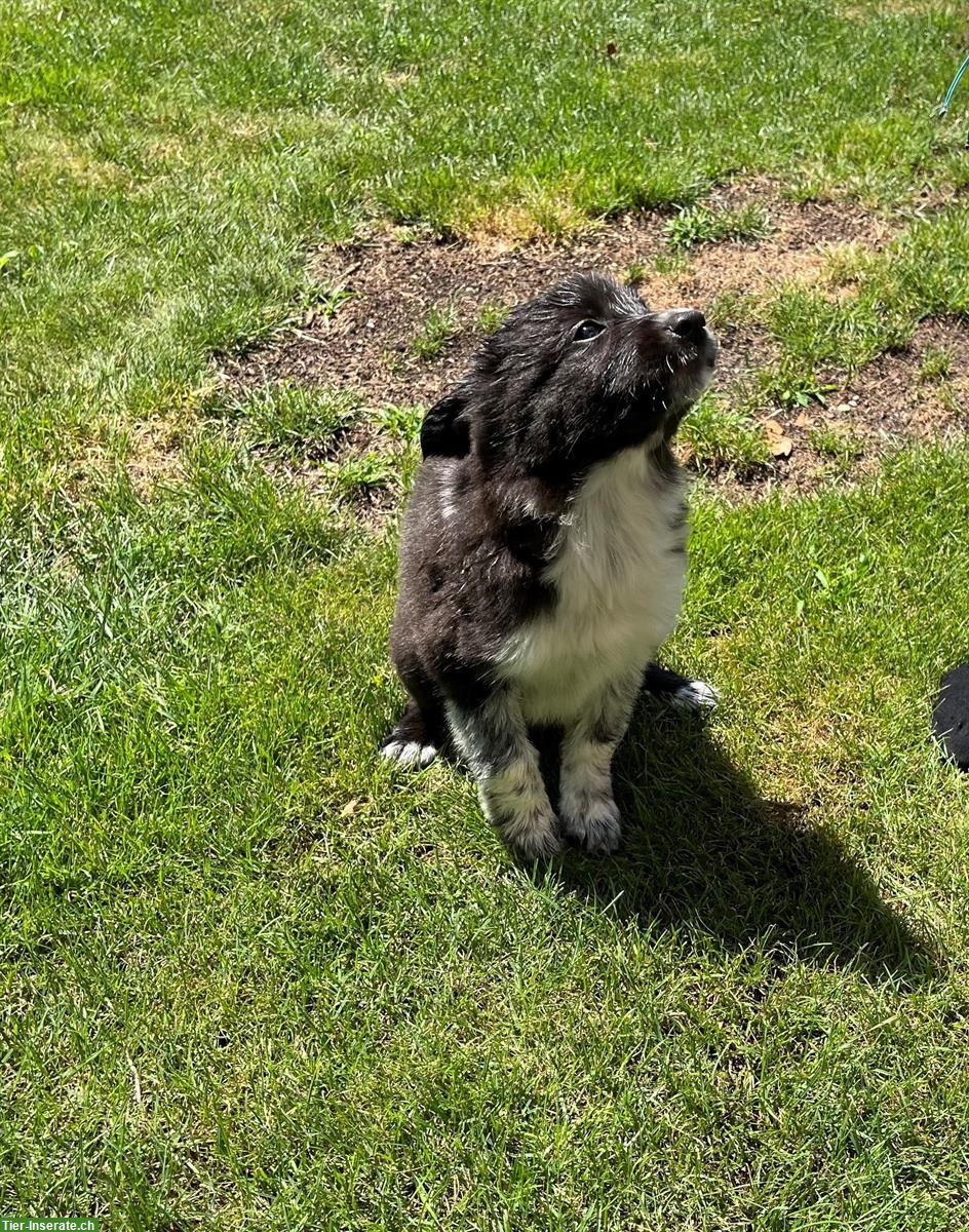 Junge Border Collie Welpen zu verkaufen