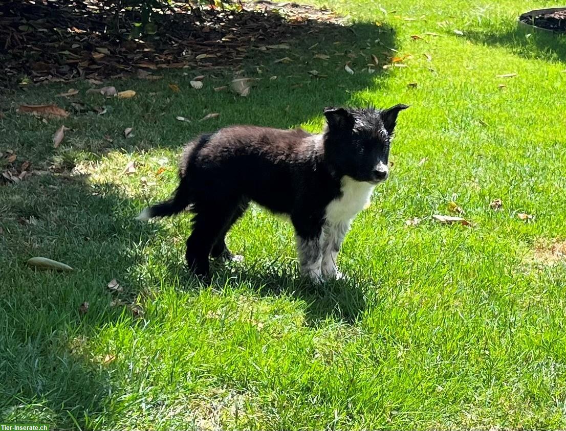 Bild 2: Junge Border Collie Welpen zu verkaufen