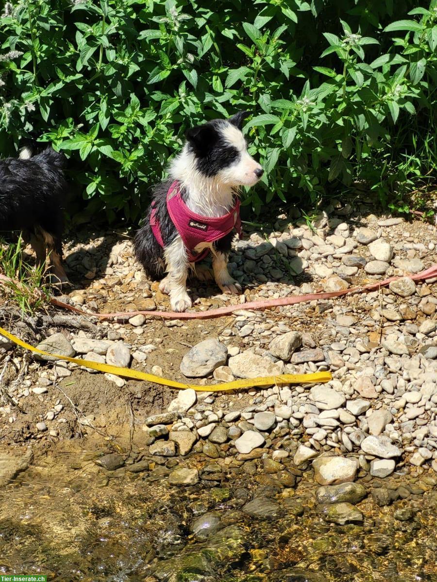 Bild 3: Junge Border Collie Welpen zu verkaufen