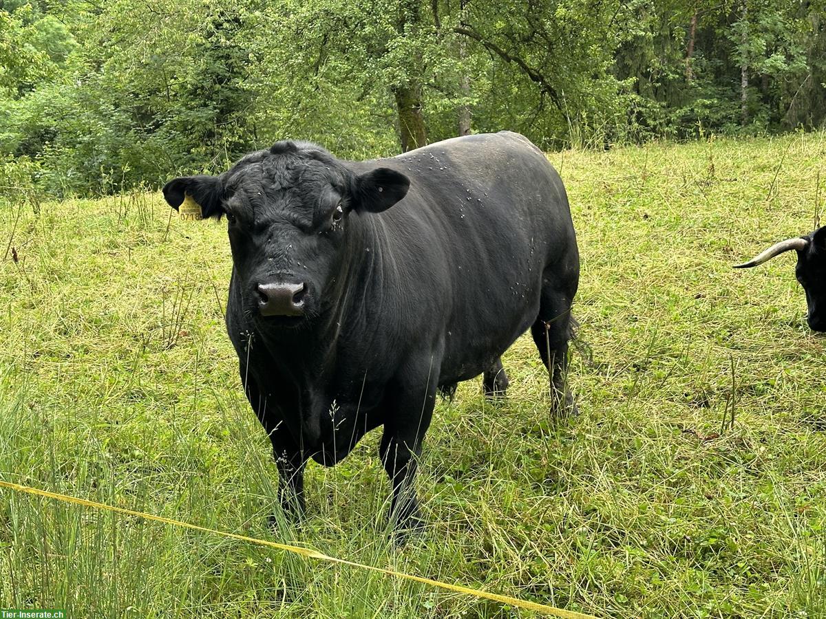 Lowline Stier zu verkaufen