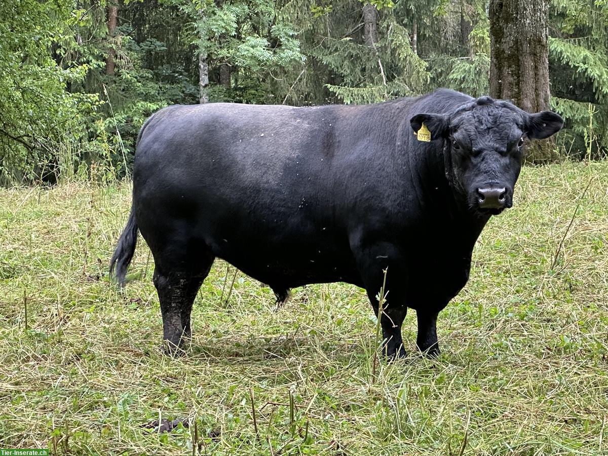 Bild 2: Lowline Stier zu verkaufen