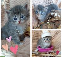Wurfankündigung Sibirische Kitten aus Schweizer Zucht