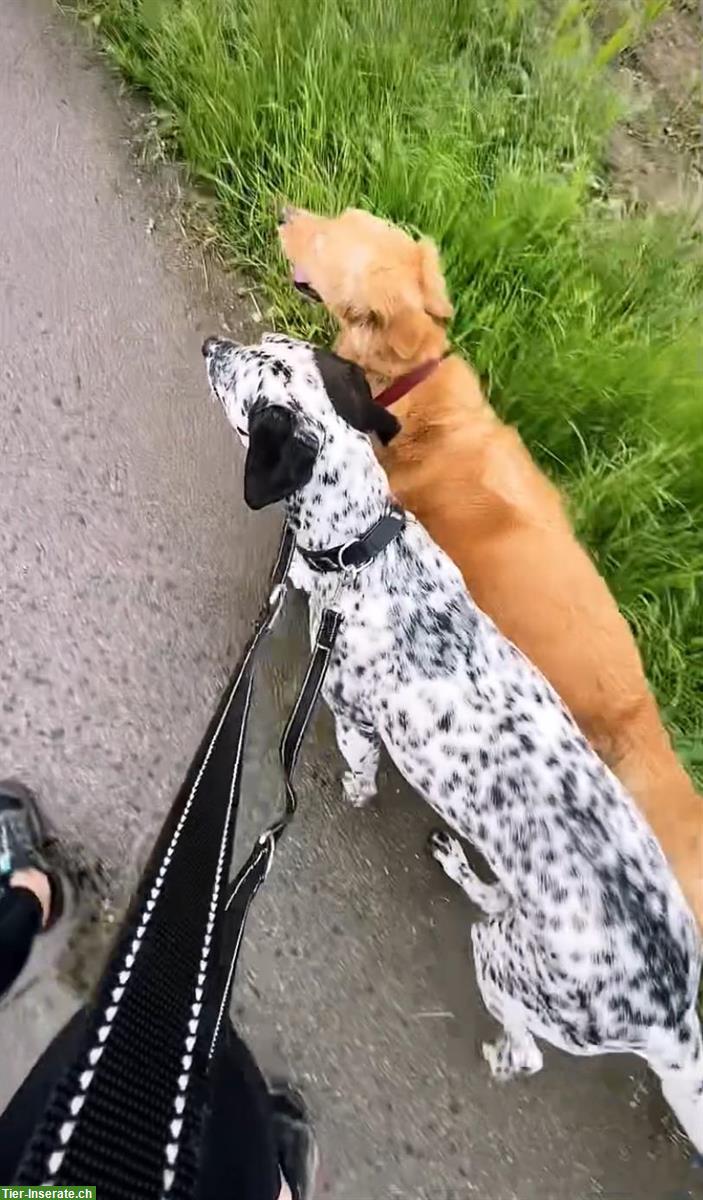 Gassidienst, Spaziergänge mit deinem Liebling, Raum Aargau