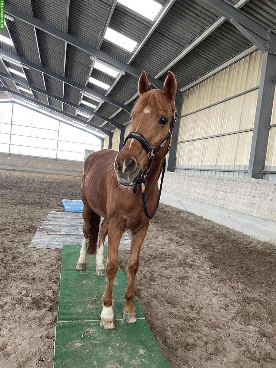 Bild 2: Suche Reitbeteiligung für Wallach in Blotzheim/ Frankreich