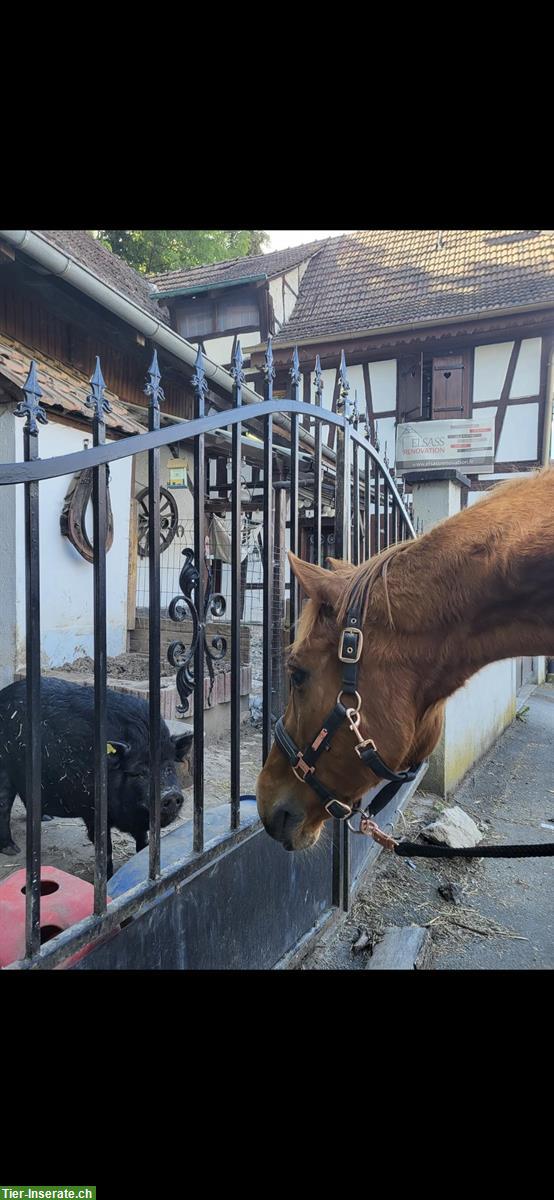 Bild 3: Suche Reitbeteiligung für Wallach in Blotzheim/ Frankreich