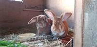 Burgunder Mischlings-Kaninchen GRATIS abzugeben