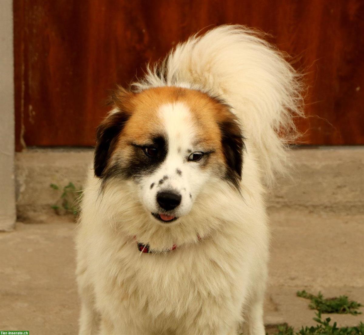 Rüde Kasper, anhänglich und verschmust, ca. 1.5 Jahre