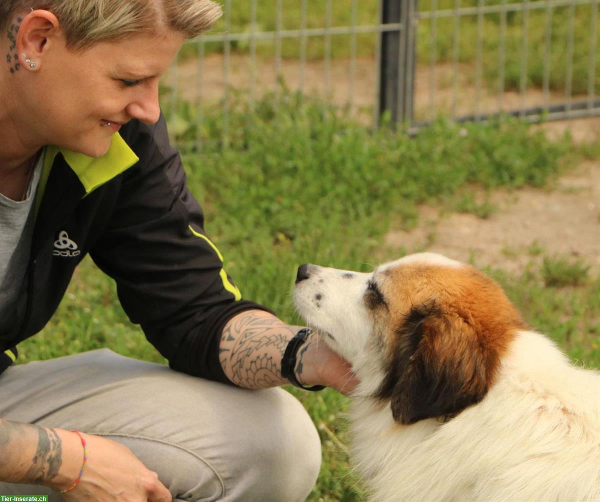 Bild 3: Rüde Kasper, anhänglich und verschmust, ca. 1.5 Jahre