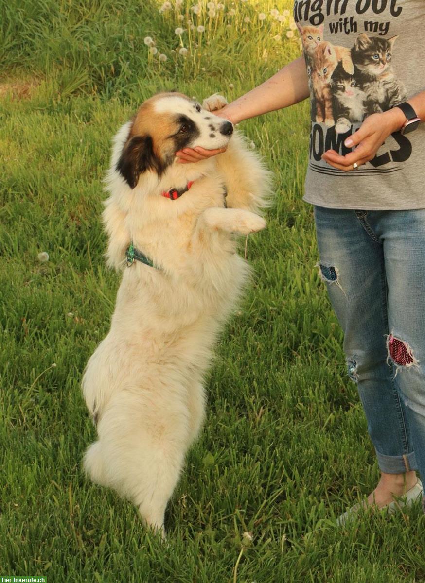 Bild 9: Rüde Kasper, anhänglich und verschmust, ca. 1.5 Jahre