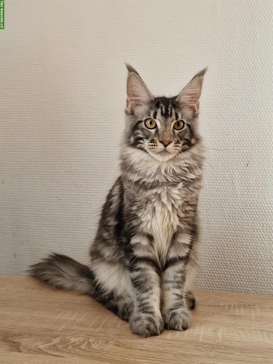 Bild 3: Wunderschöne Kitten Maine Coon mit Stammbaum