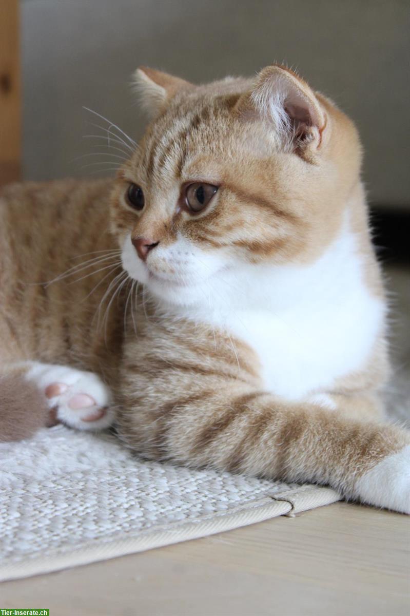 Britisch Kurzhaar / Scottish Fold Kater suchen Zuhause