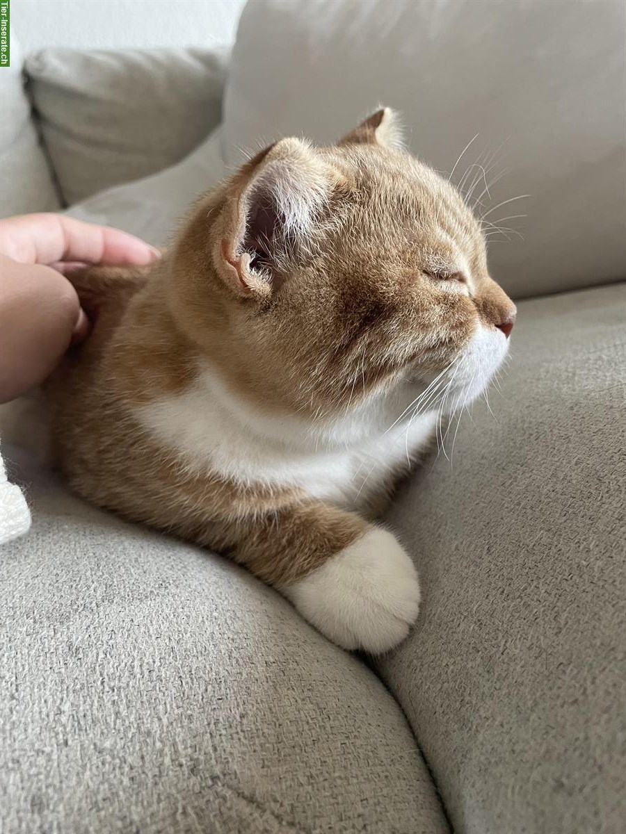 Bild 5: Britisch Kurzhaar / Scottish Fold Kater suchen Zuhause