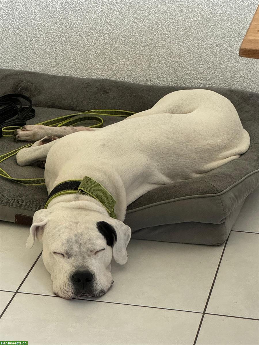 Reinrassige Dogo Argentino Hündin, SUPER trainiert