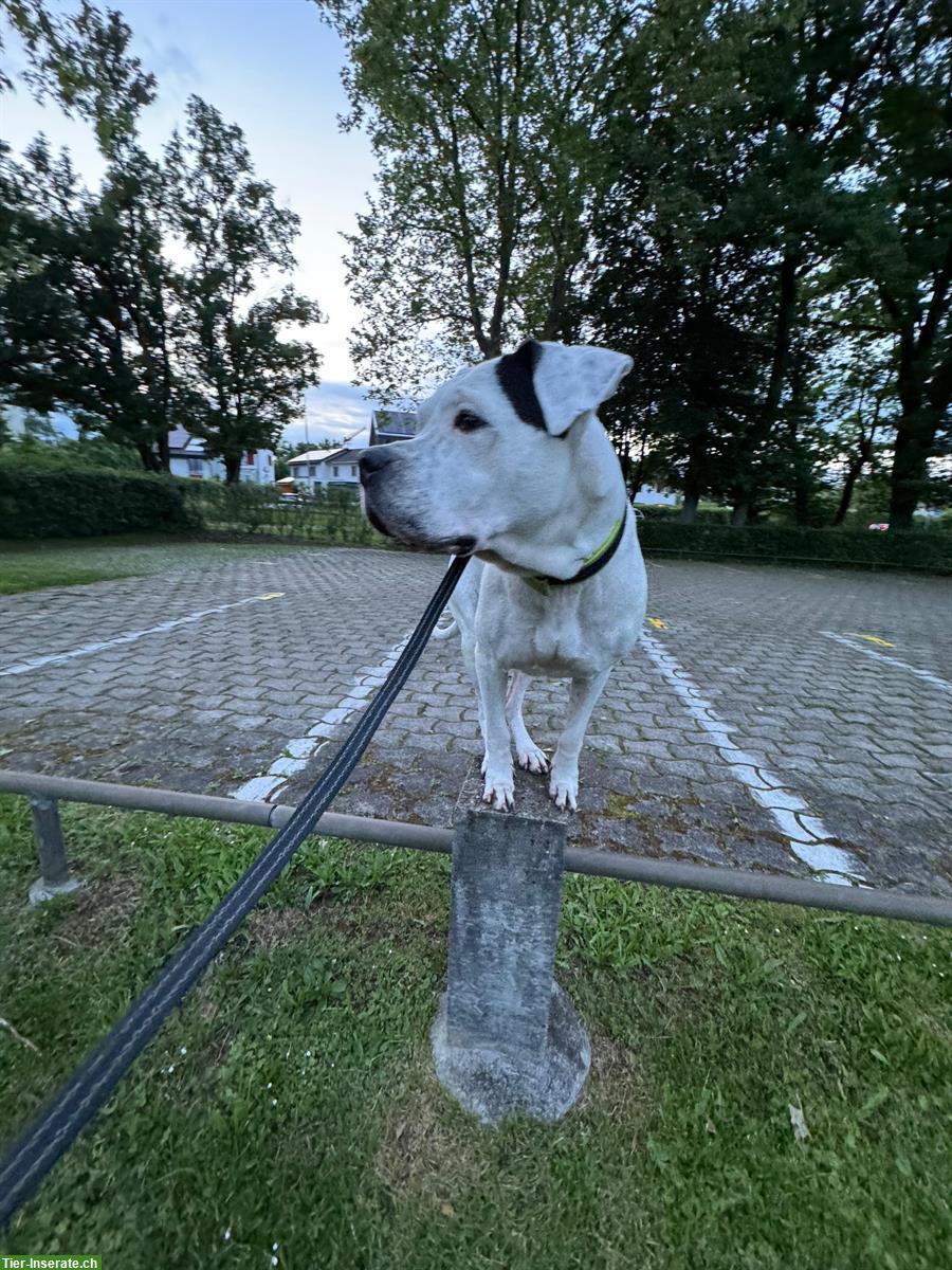 Bild 2: Reinrassige Dogo Argentino Hündin, SUPER trainiert