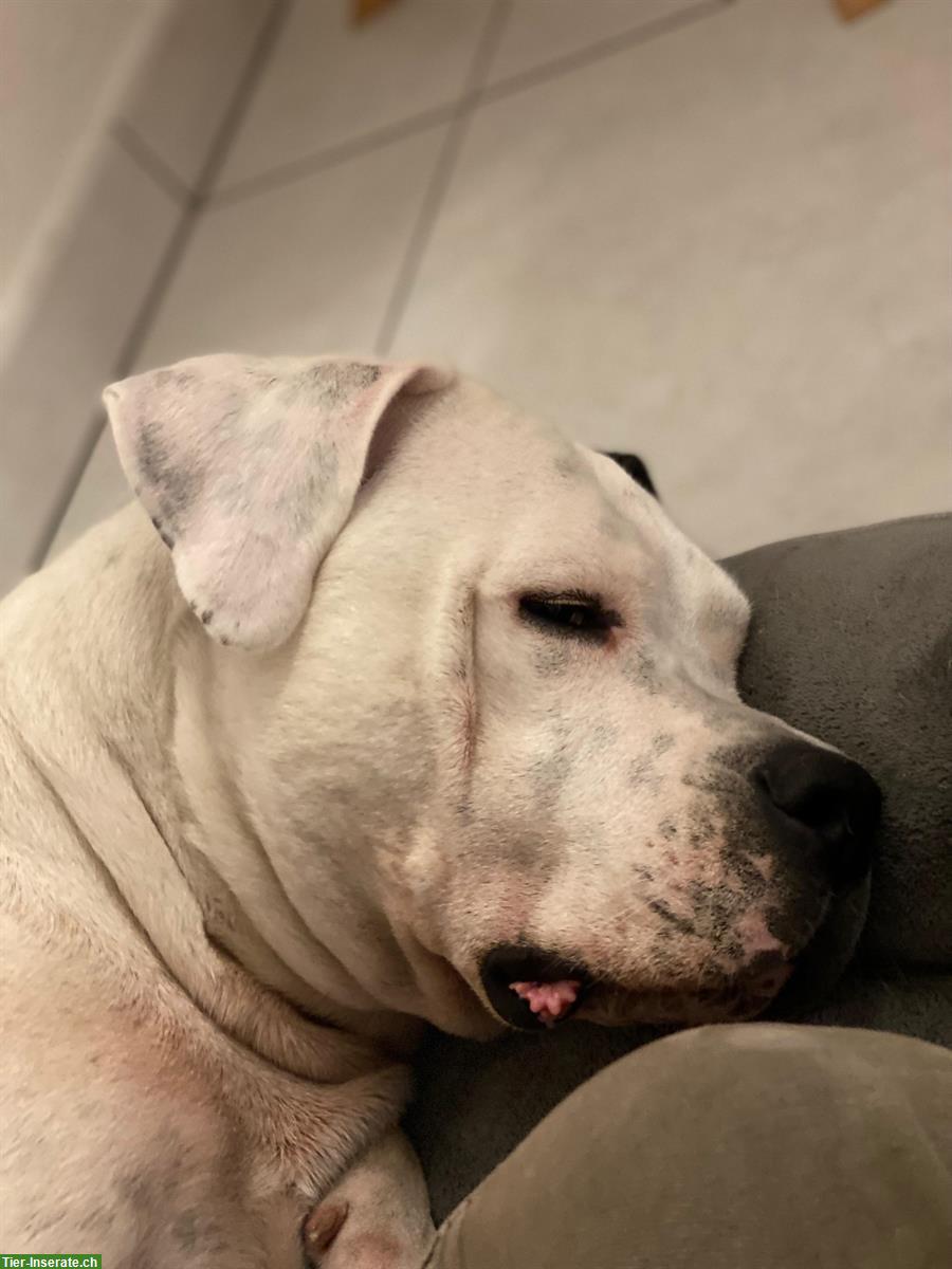 Bild 3: Reinrassige Dogo Argentino Hündin, SUPER trainiert