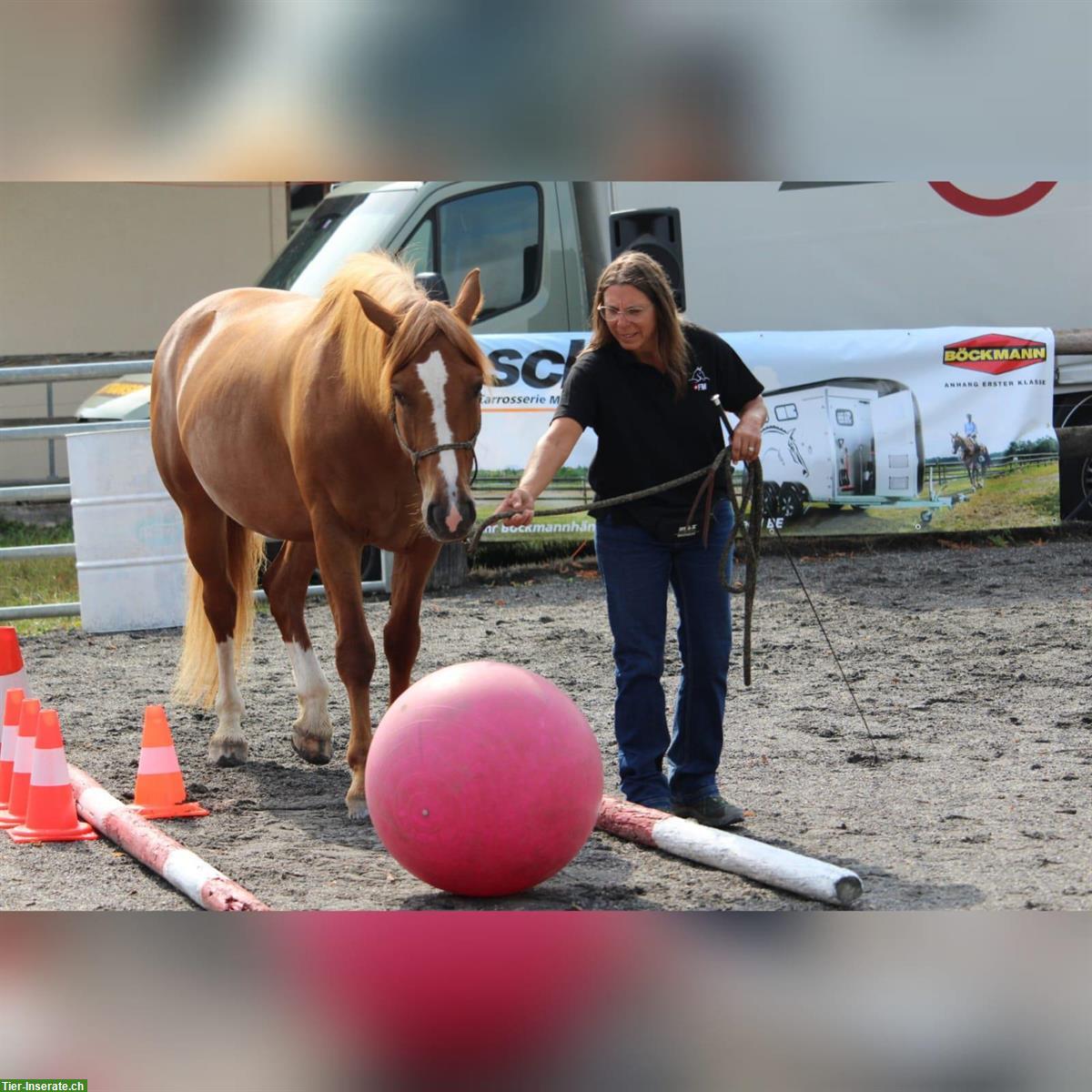 Verlässliche Freiberger Fuchstute, 11-jährig sucht...