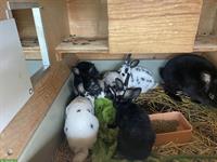 Klein-Rex Kaninchen vom 19. Mai zu verkaufen