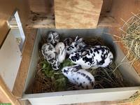 Klein-Rex Kaninchen vom 25. Mai zu verkaufen