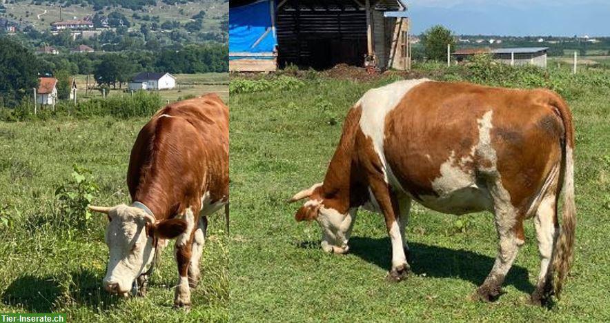 Unterstützung für einen kleinen Bauernhof nach Viehdiebstahl