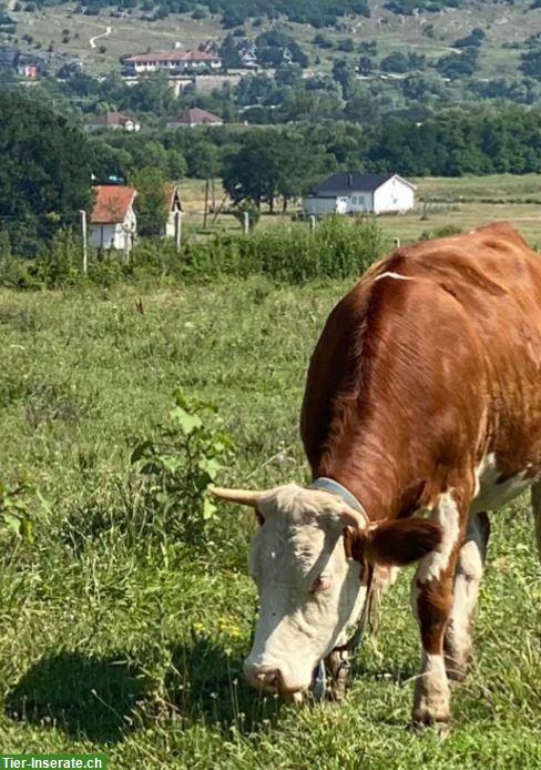 Bild 2: Unterstützung für einen kleinen Bauernhof nach Viehdiebstahl