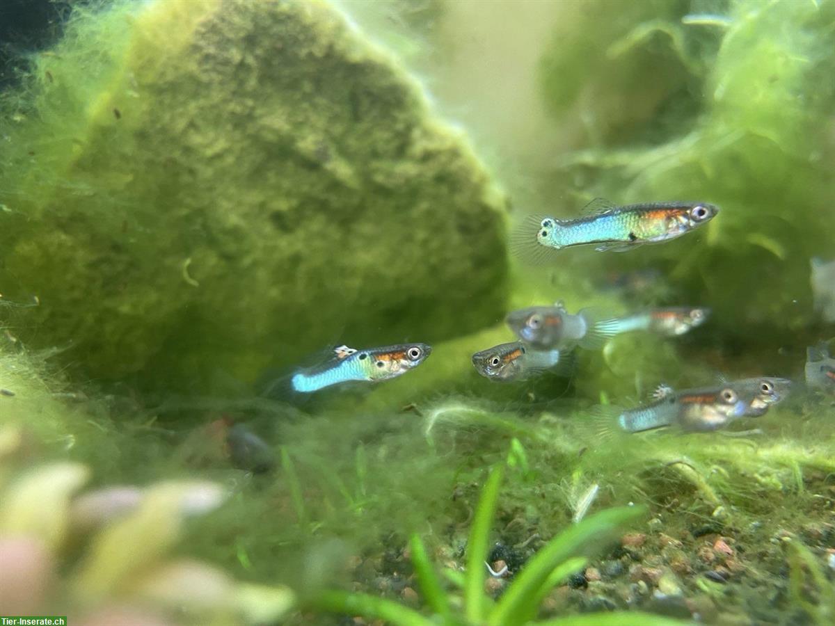 Endler Guppies (Poecilia Wingei) zu verkaufen