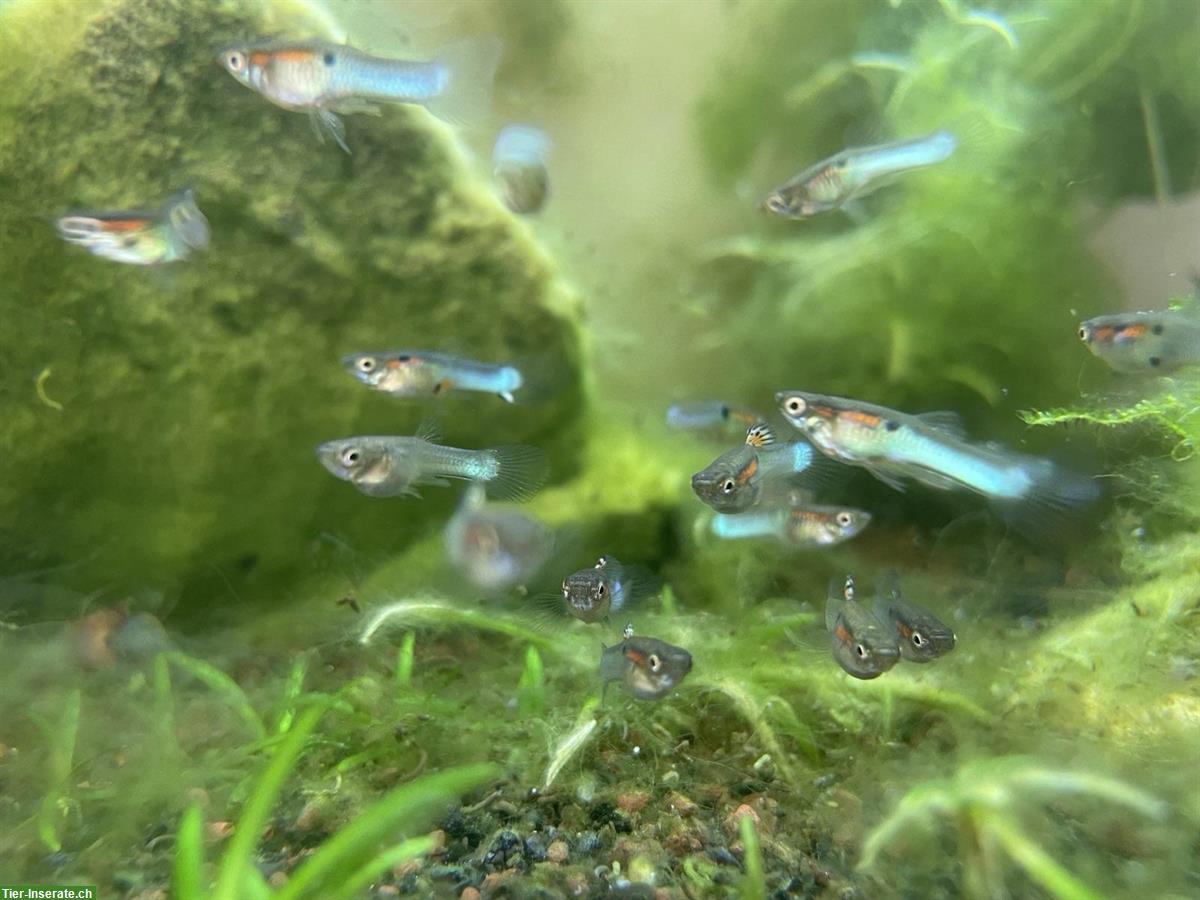 Bild 2: Endler Guppies (Poecilia Wingei) zu verkaufen