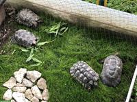 Breitrandschildkröten krankheitsbedingt abzugeben