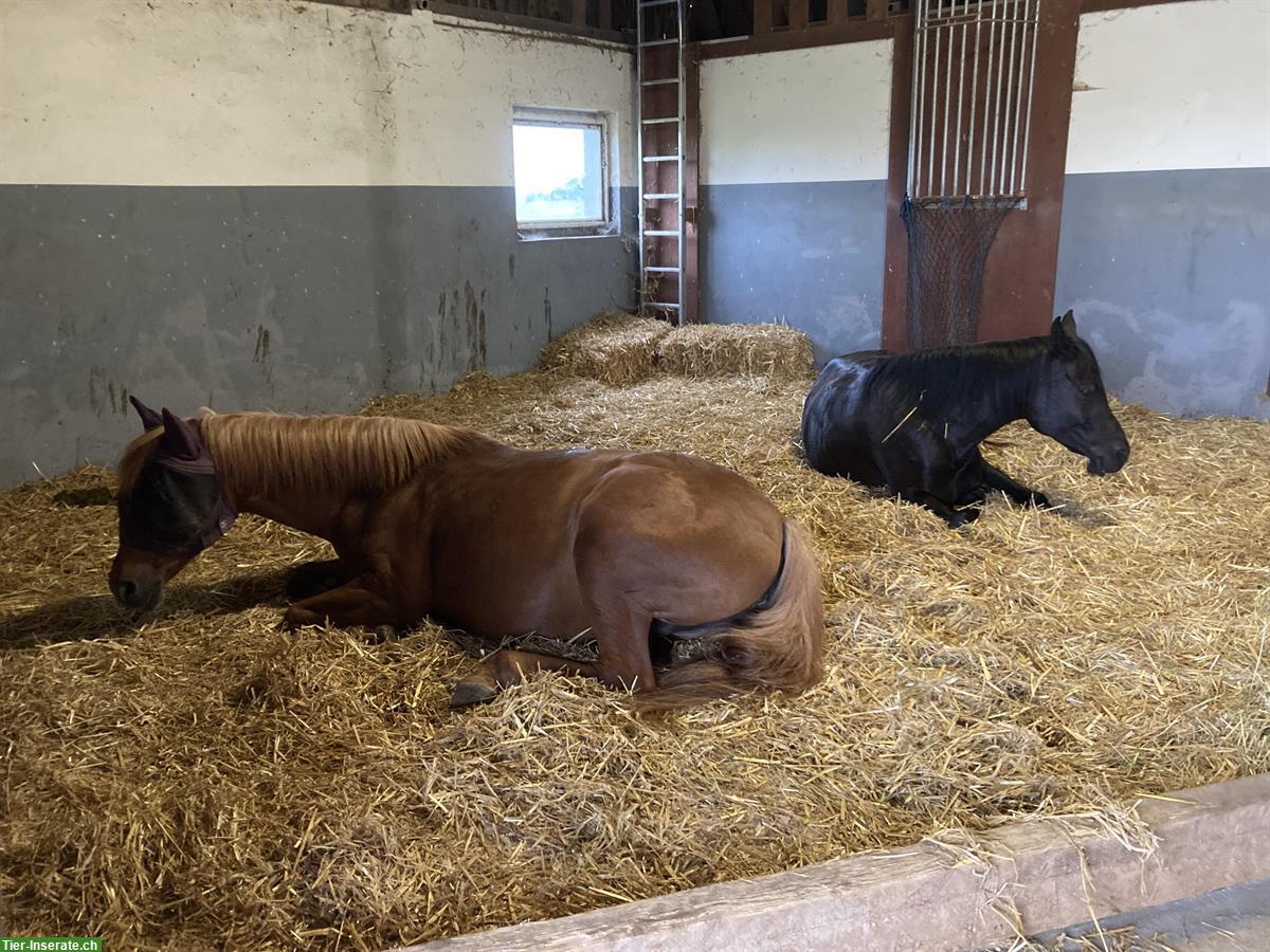 Bild 2: Offenstallplatz in 4er Gruppe in Unterhörstetten, Thurgau