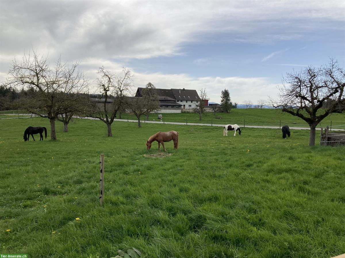 Bild 3: Offenstallplatz in 4er Gruppe in Unterhörstetten, Thurgau