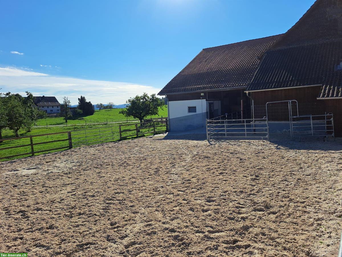 Bild 4: Offenstallplatz in 4er Gruppe in Unterhörstetten, Thurgau