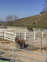 Offenstallplatz für Kleinpferd, Isländer oder Pony in Birmenstorf AG