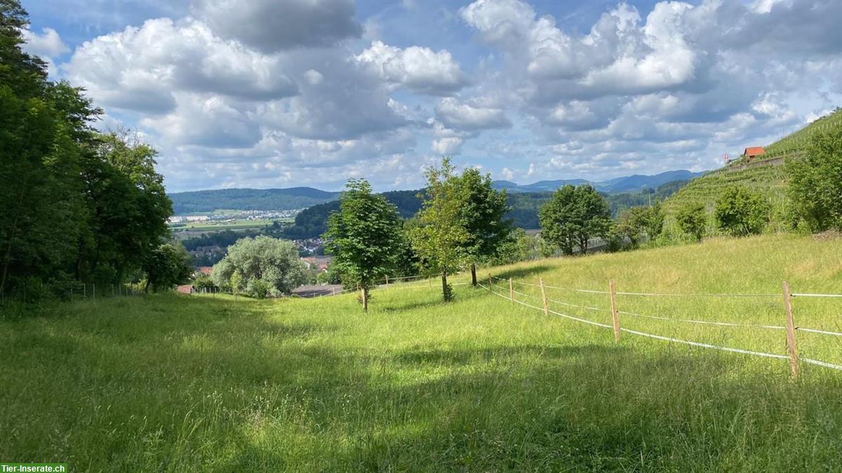 Bild 4: Offenstallplatz für Kleinpferd, Isländer oder Pony in Birmenstorf AG