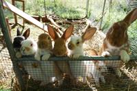 Junge zutrauliche Kaninchen Böckchen abzugeben