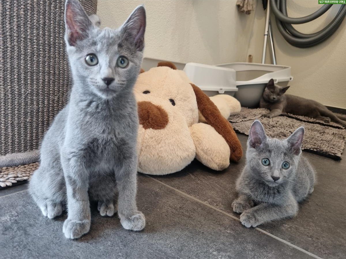 Bild 4: Russisch Blau Kitten mit Stammbaum zu verkaufen