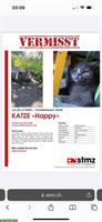 Britisch Kurzhaar Katze Happy vermisst in Solothurn