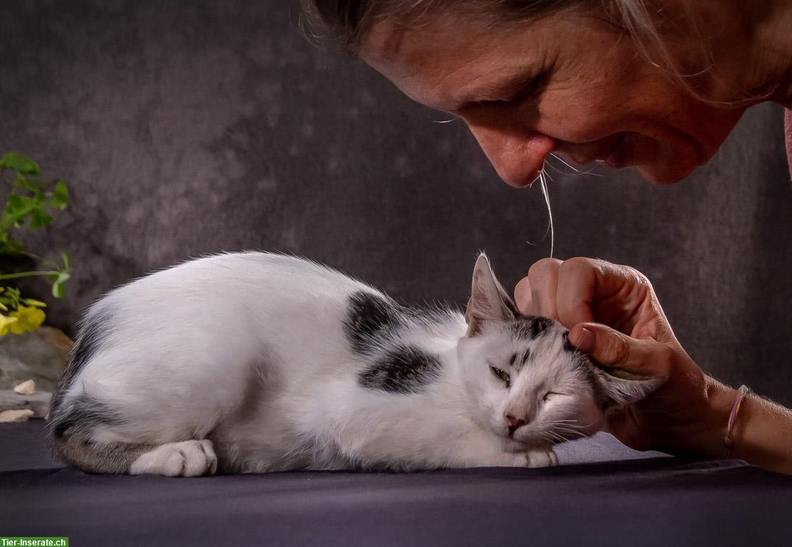 Bild 4: Kater Spot, sehnt sich so sehr nach einem schönen Zuhause!