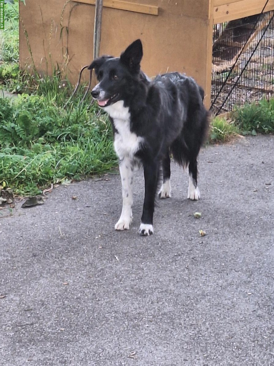 Border Collie Hündin, 2-jährig, nicht kastriert