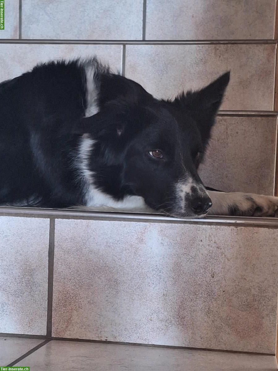 Bild 2: Border Collie Hündin, 2-jährig, nicht kastriert