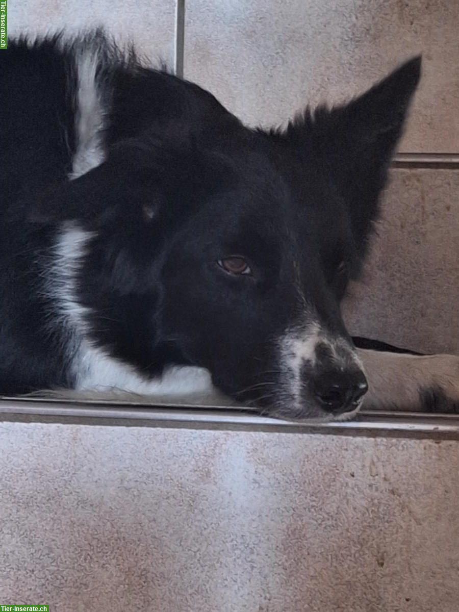 Bild 3: Border Collie Hündin, 2-jährig, nicht kastriert