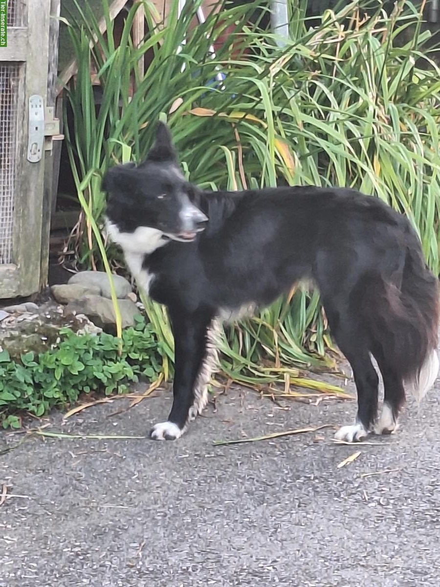 Bild 4: Border Collie Hündin, 2-jährig, nicht kastriert