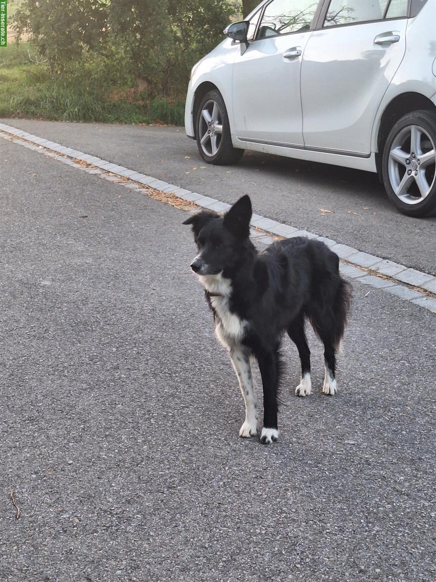 Bild 5: Border Collie Hündin, 2-jährig, nicht kastriert