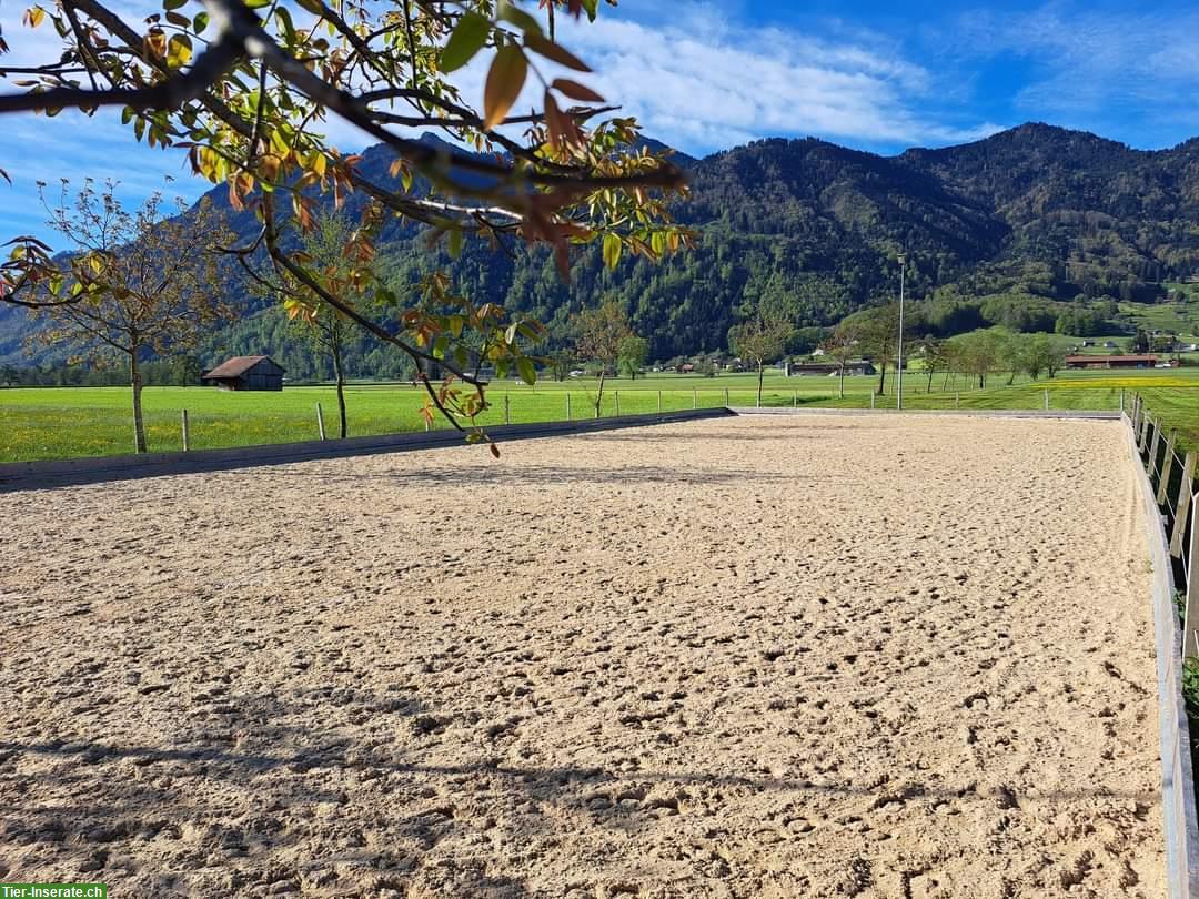 Bild 8: Offenstallplatz für Stute in kleiner Gruppe frei / Teilselbstversorger