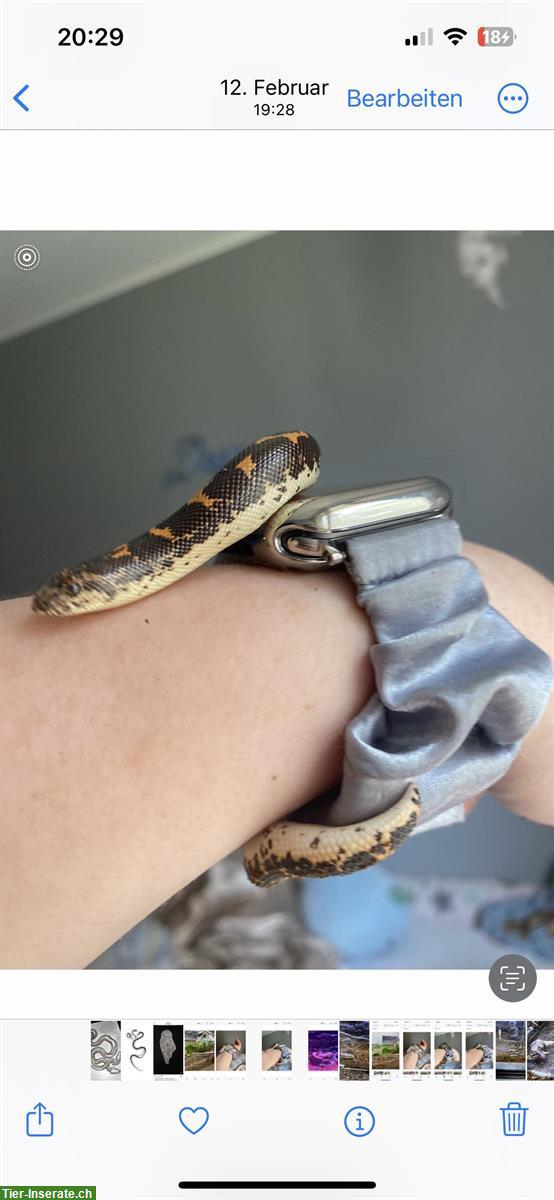 1.0 Kenia Sand Boa, ca. 3-jährig