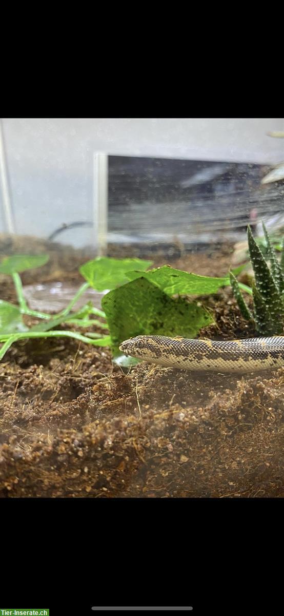 Bild 4: 1.0 Kenia Sand Boa, ca. 3-jährig