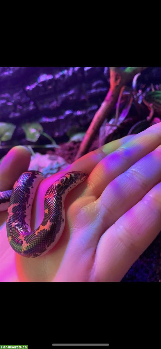 Bild 6: 1.0 Kenia Sand Boa, ca. 3-jährig