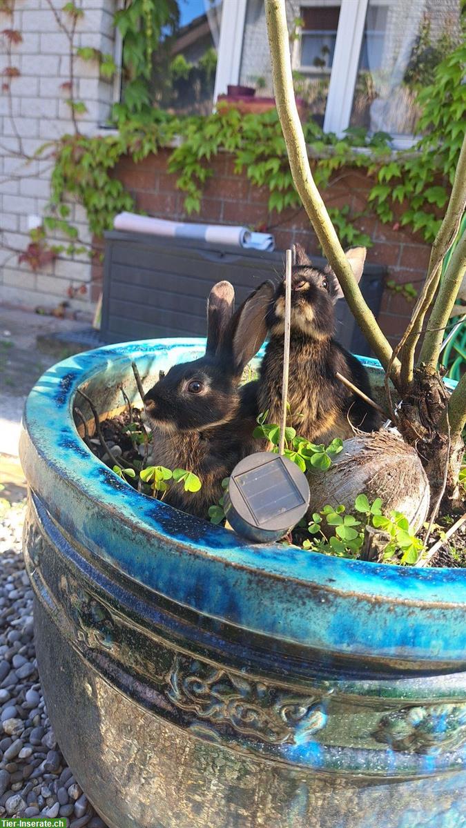 Bild 2: Süsse Baby Kaninchen suchen schönes zuhause