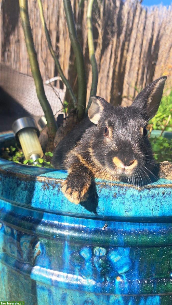 Bild 3: Süsse Baby Kaninchen suchen schönes zuhause