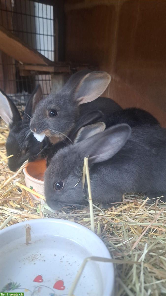 Bild 4: Süsse Baby Kaninchen suchen schönes zuhause