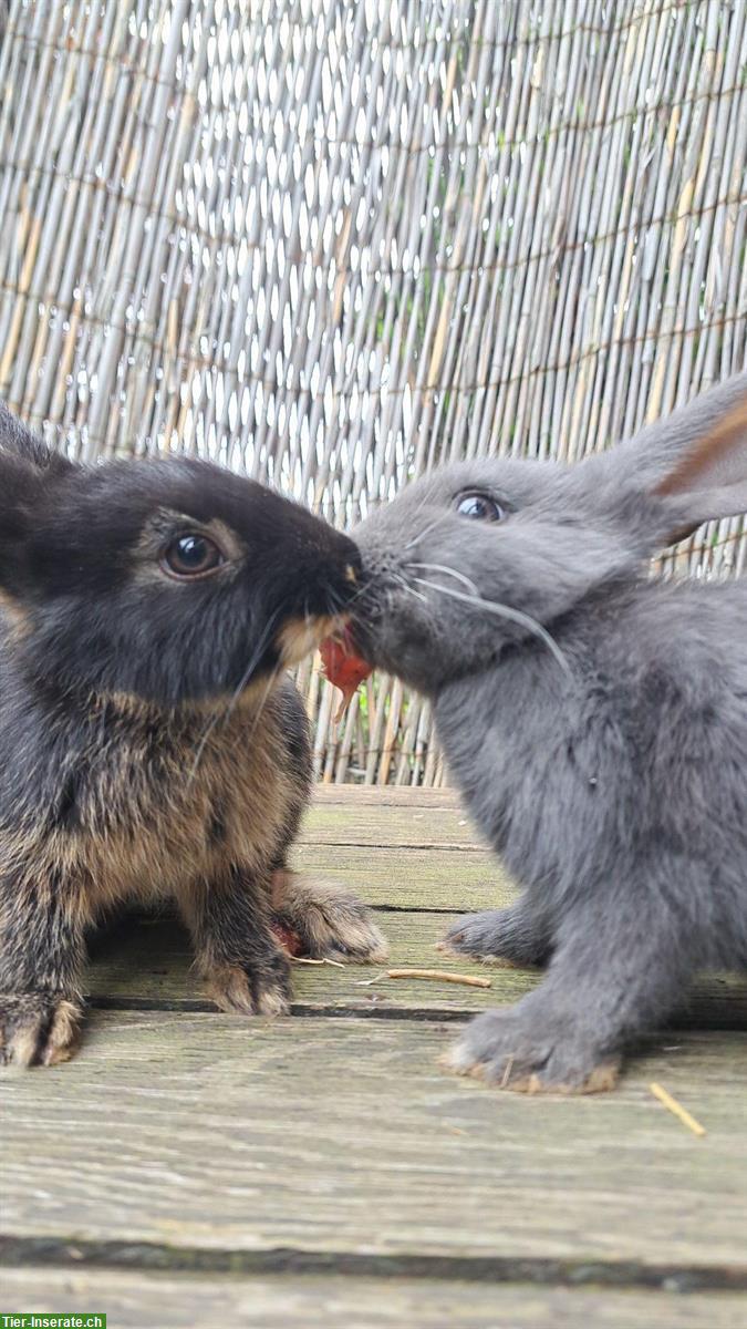 Bild 5: Süsse Baby Kaninchen suchen schönes zuhause