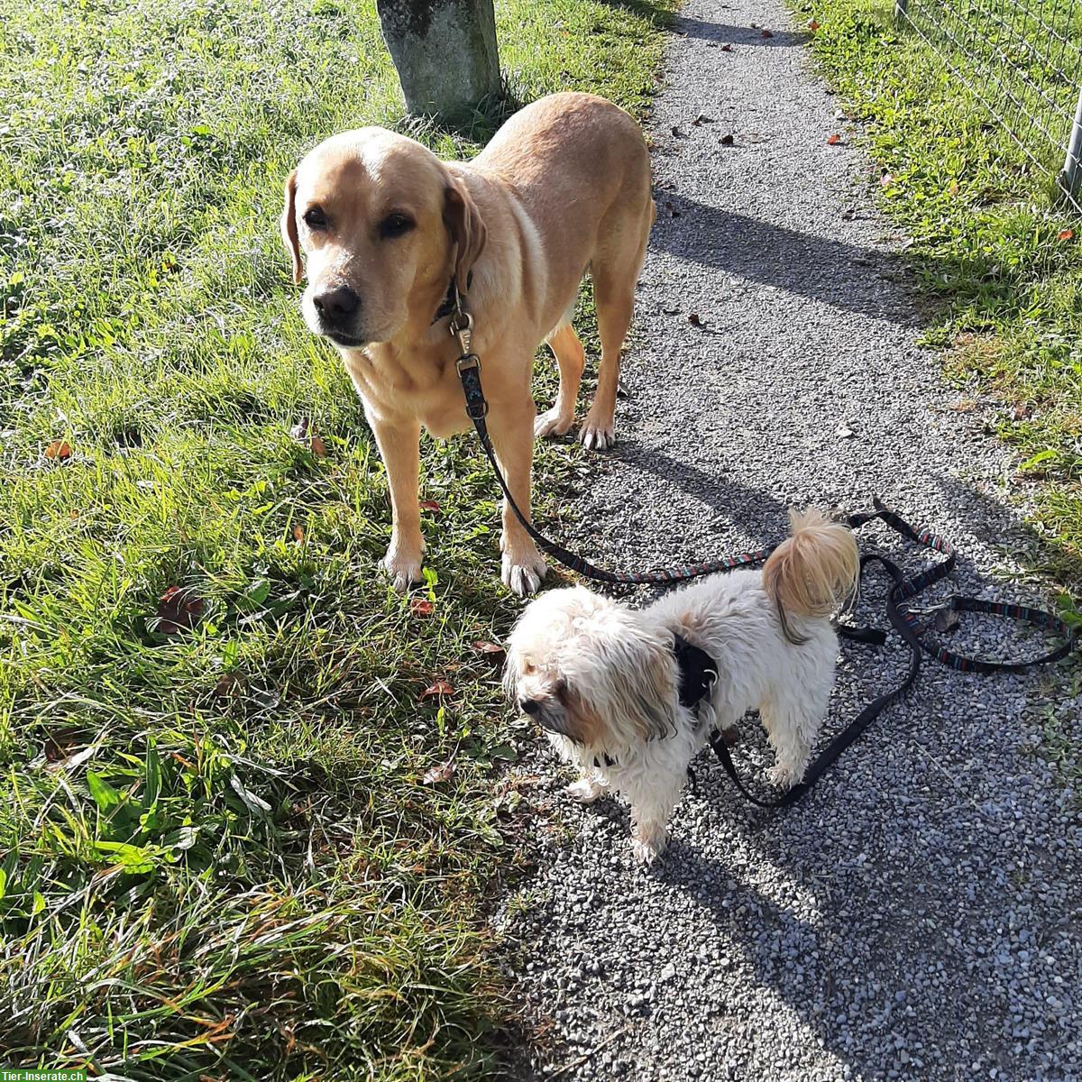 Bild 3: Gegenseitige Hundeferien mit unserem und ihrem Hund